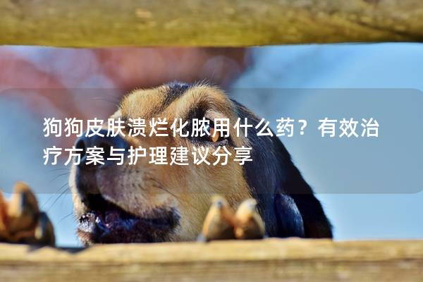 狗狗皮膚潰爛化膿用什么藥？有效治療方案與護理建議分享