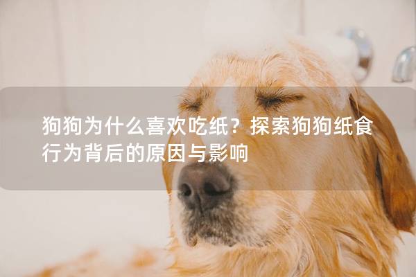 狗狗為什么喜歡吃紙？探索狗狗紙食行為背后的原因與影響