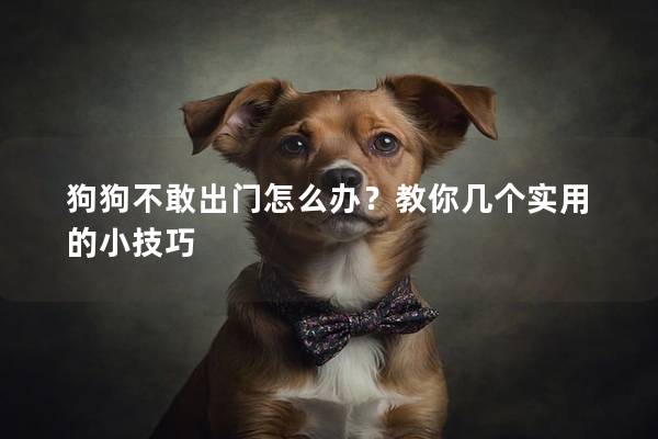 狗狗不敢出門怎么辦？教你幾個實用的小技巧