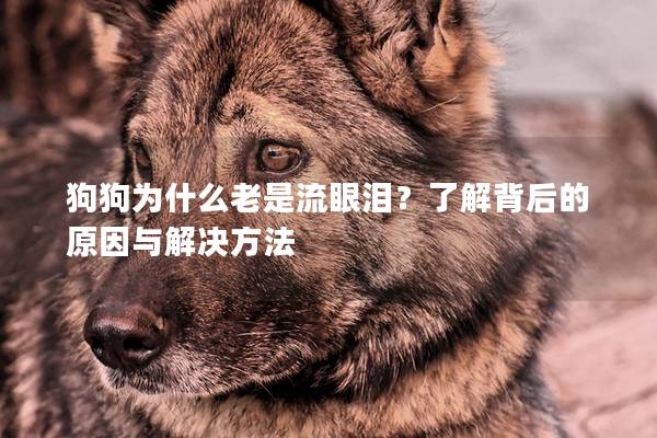 狗狗為什么老是流眼淚？了解背后的原因與解決方法