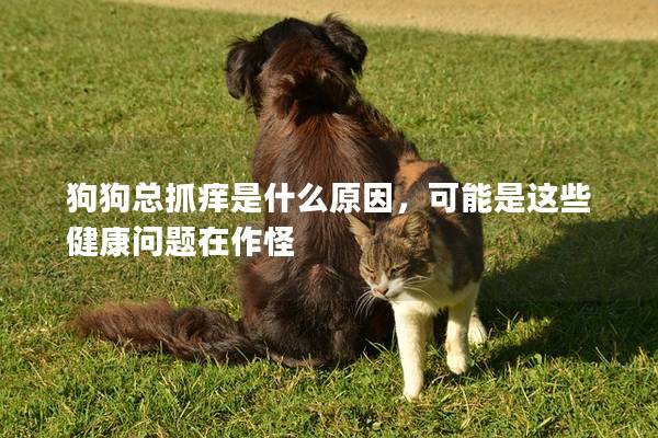 狗狗總抓癢是什么原因，可能是這些健康問題在作怪