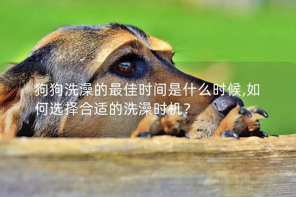 狗狗洗澡的最佳時間是什么時候,如何選擇合適的洗澡時機? 狗狗洗澡的最佳時間是什么時候,如何選擇合適的洗澡時機?