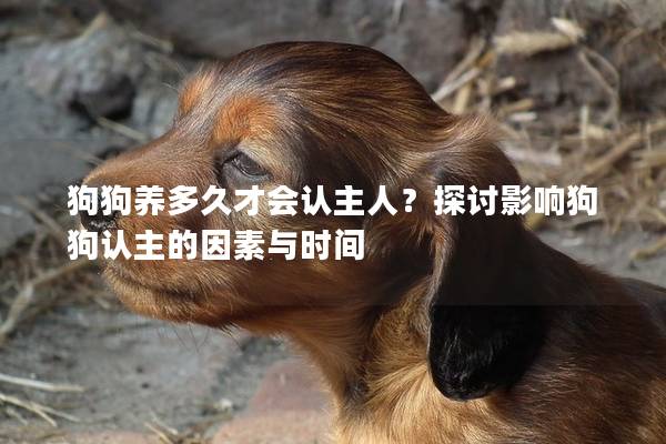 狗狗養多久才會認主人？探討影響狗狗認主的因素與時間
