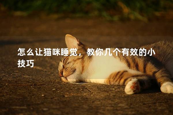 怎么讓貓咪睡覺，教你幾個有效的小技巧