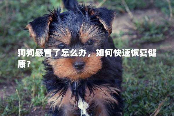 狗狗感冒了怎么辦，如何快速恢復健康？