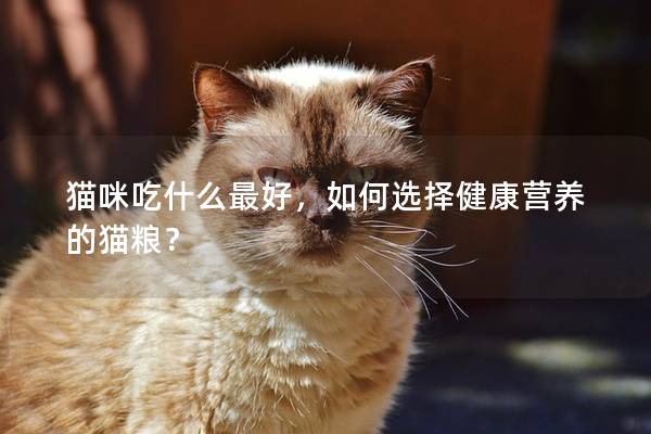 貓咪吃什么最好，如何選擇健康營養(yǎng)的貓糧？