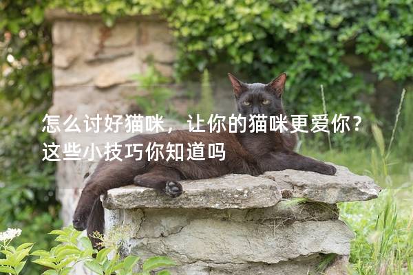 怎么討好貓咪，讓你的貓咪更愛你？這些小技巧你知道嗎