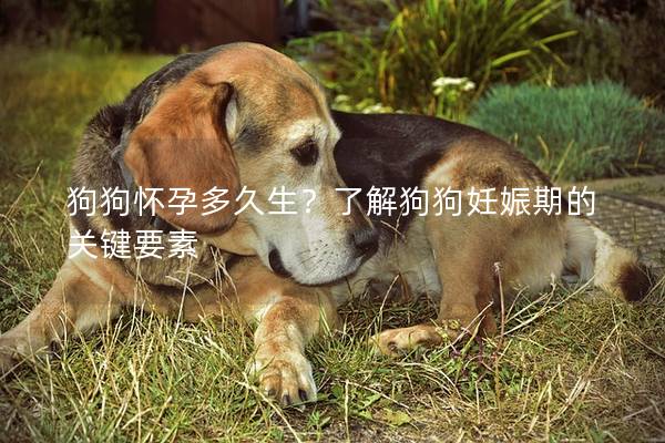 狗狗懷孕多久生?了解狗狗妊娠期的關鍵要素 狗狗懷孕多久生?了解狗狗妊娠期的關鍵要素