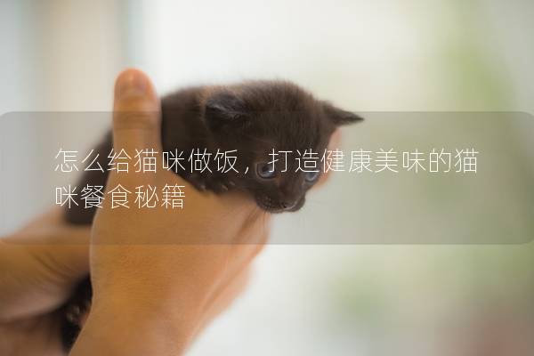 怎么給貓咪做飯,打造健康美味的貓咪餐食秘籍 怎么給貓咪做飯,打造健康美味的貓咪餐食秘籍