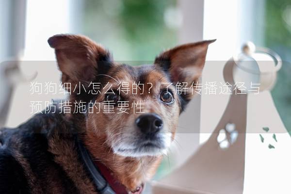 狗狗細小怎么得的？了解傳播途徑與預防措施的重要性