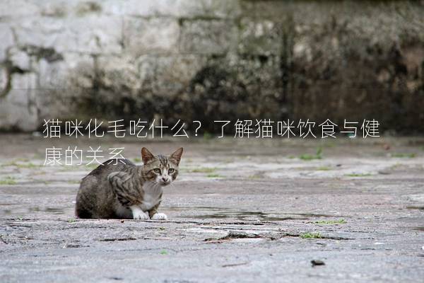貓咪化毛吃什么？了解貓咪飲食與健康的關系