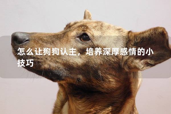 怎么讓狗狗認主，培養深厚感情的小技巧
