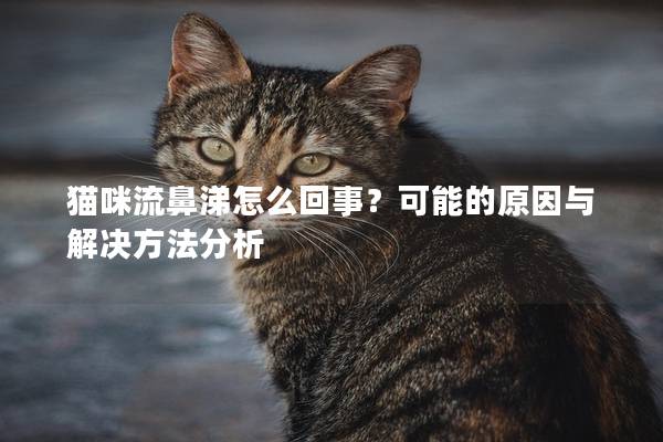 貓咪流鼻涕怎么回事？可能的原因與解決方法分析