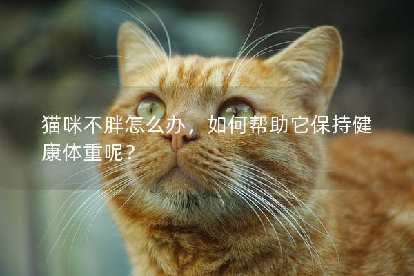 貓咪不胖怎么辦，如何幫助它保持健康體重呢？