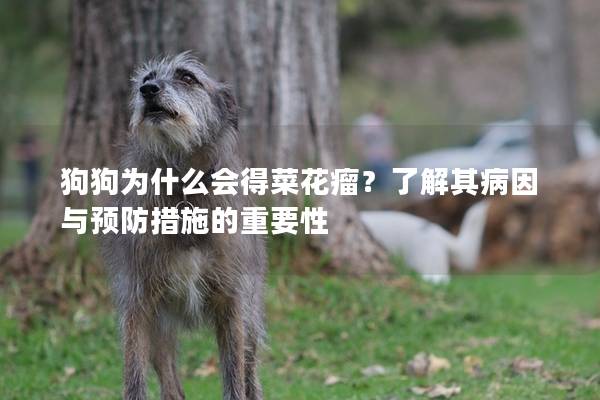 狗狗為什么會得菜花瘤？了解其病因與預防措施的重要性