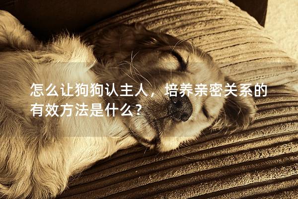 怎么讓狗狗認主人，培養親密關系的有效方法是什么？