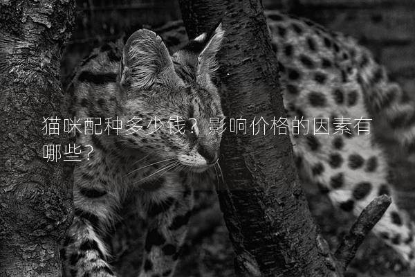 貓咪配種多少錢？影響價(jià)格的因素有哪些？