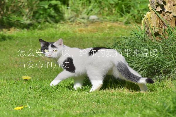 怎么安慰貓咪，給你的愛貓帶來溫暖與安心的方法
