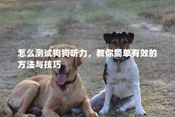 怎么測試狗狗聽力，教你簡單有效的方法與技巧