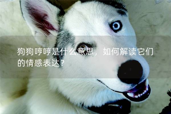 狗狗哼哼是什么意思，如何解讀它們的情感表達？