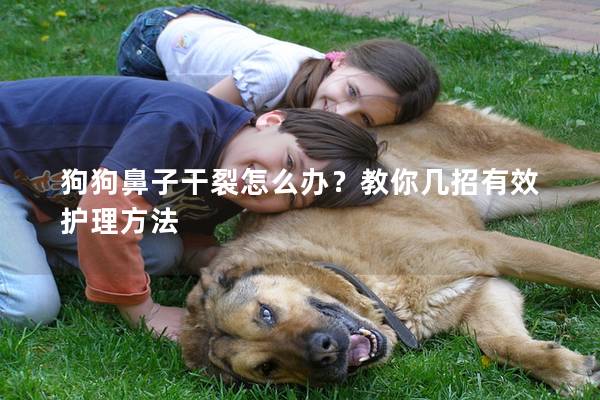 狗狗鼻子干裂怎么辦？教你幾招有效護理方法