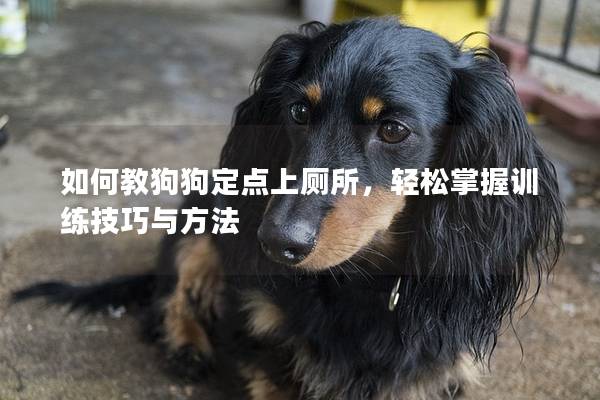 如何教狗狗定點上廁所，輕松掌握訓練技巧與方法