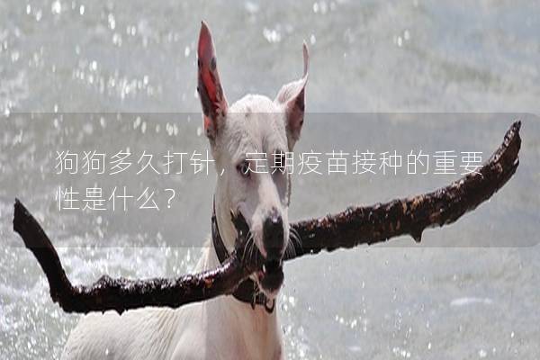 狗狗多久打針，定期疫苗接種的重要性是什么？