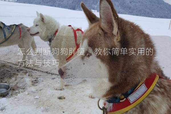 怎么判斷狗狗胖瘦，教你簡單實用的方法與技巧