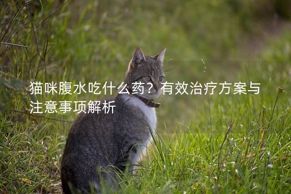 貓咪腹水吃什么藥？有效治療方案與注意事項(xiàng)解析