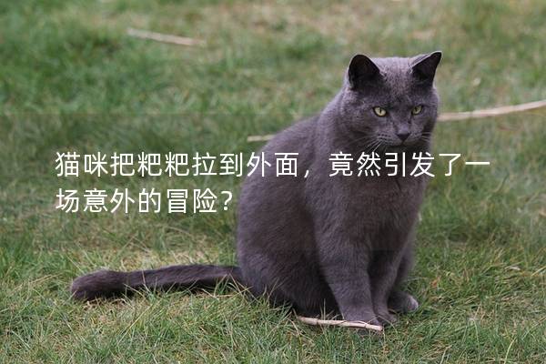 貓咪把粑粑拉到外面,竟然引發了一場意外的冒險? 貓咪把粑粑拉到外面,竟然引發了一場意外的冒險?