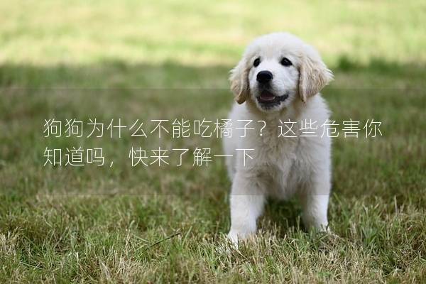 狗狗為什么不能吃橘子？這些危害你知道嗎，快來了解一下