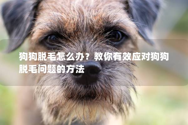 狗狗脫毛怎么辦？教你有效應(yīng)對狗狗脫毛問題的方法