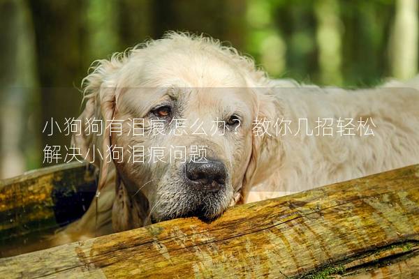 小狗狗有淚痕怎么辦？教你幾招輕松解決小狗淚痕問題