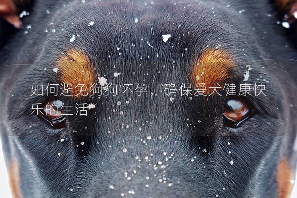 如何避免狗狗懷孕，確保愛犬健康快樂的生活