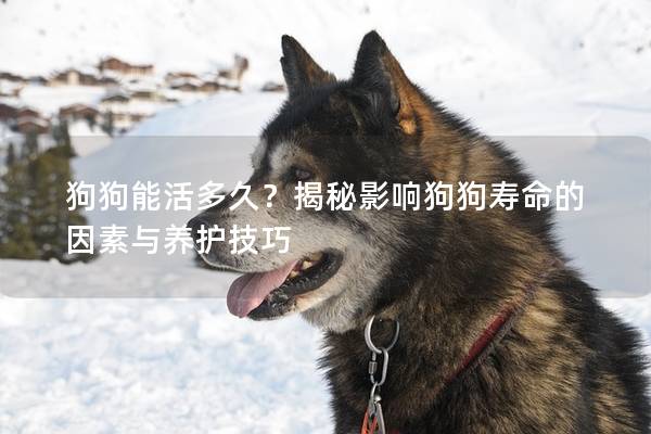 狗狗能活多久?揭秘影響狗狗壽命的因素與養護技巧 狗狗能活多久?揭秘影響狗狗壽命的因素與養護技巧