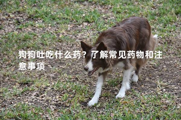 狗狗吐吃什么藥？了解常見(jiàn)藥物和注意事項(xiàng)