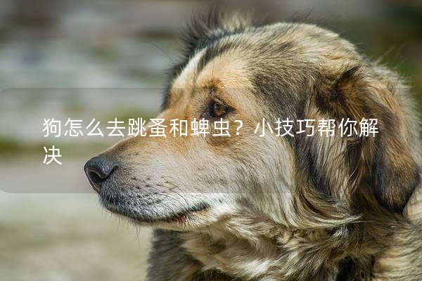狗怎么去跳蚤和蜱蟲?小技巧幫你解決 狗怎么去跳蚤和蜱蟲?小技巧幫你解決