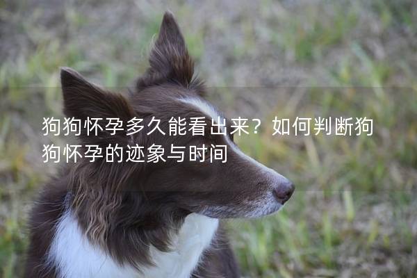 狗狗懷孕多久能看出來(lái)？如何判斷狗狗懷孕的跡象與時(shí)間