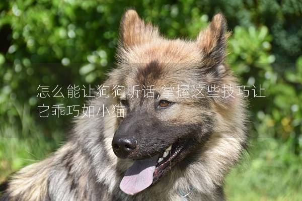 怎么能讓狗狗聽話,掌握這些技巧讓它乖巧如小貓 怎么能讓狗狗聽話,掌握這些技巧讓它乖巧如小貓