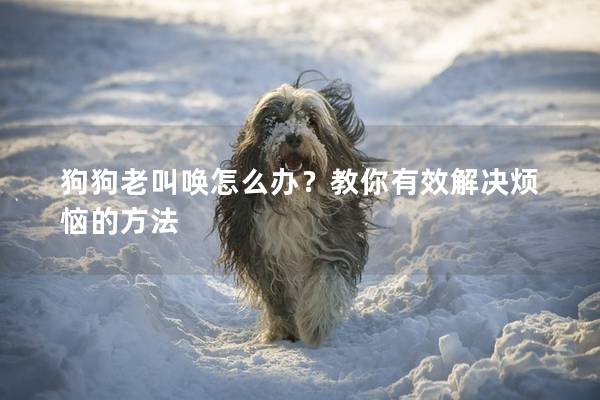 狗狗老叫喚怎么辦？教你有效解決煩惱的方法