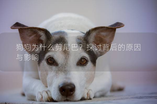 狗狗為什么剪尾巴？探討背后的原因與影響