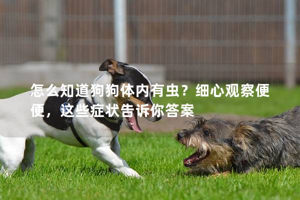 怎么知道狗狗體內有蟲?細心觀察便便,這些癥狀告訴你答案