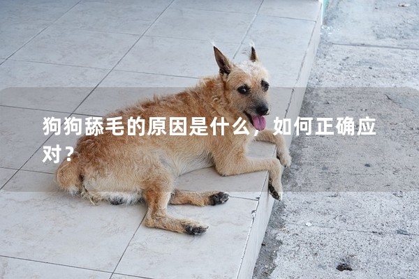 狗狗舔毛的原因是什么，如何正確應(yīng)對(duì)？