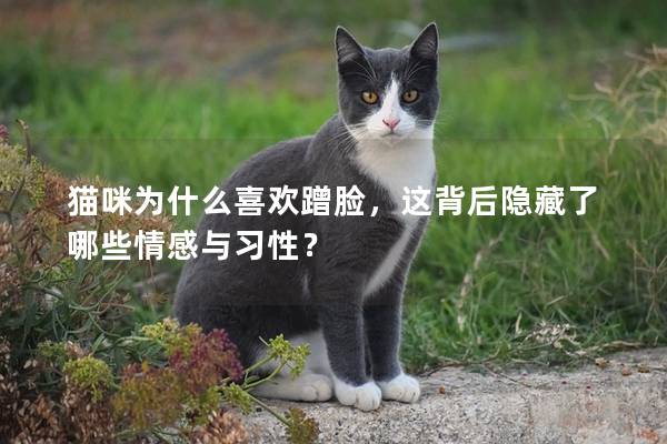 貓咪為什么喜歡蹭臉，這背后隱藏了哪些情感與習性？