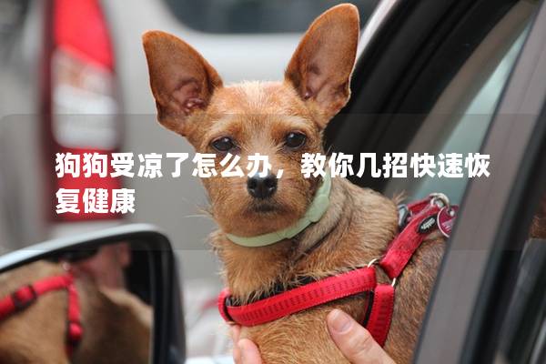 狗狗受涼了怎么辦，教你幾招快速恢復健康