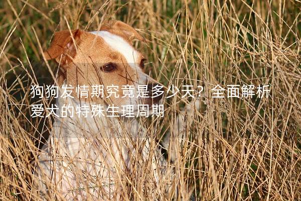 狗狗發(fā)情期究竟是多少天?全面解析愛犬的特殊生理周期 狗狗發(fā)情期究竟是多少天?全面解析愛犬的特殊生理周期