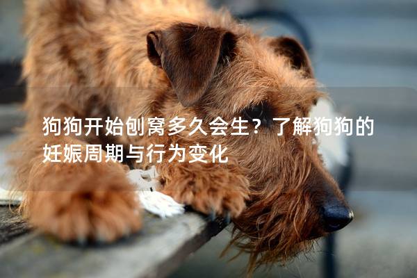 狗狗開始刨窩多久會生？了解狗狗的妊娠周期與行為變化