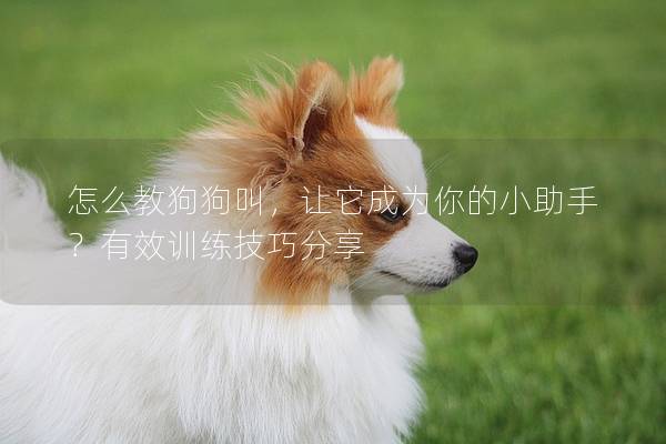 怎么教狗狗叫,讓它成為你的小助手?有效訓練技巧分享 怎么教狗狗叫,讓它成為你的小助手?有效訓練技巧分享