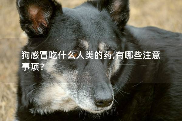 狗感冒吃什么人類(lèi)的藥,有哪些注意事項(xiàng)？