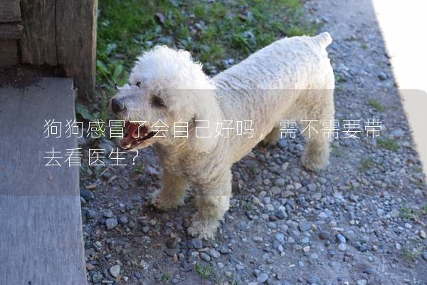 狗狗感冒了會自己好嗎，需不需要帶去看醫(yī)生？